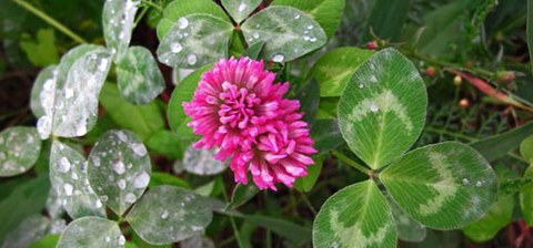 Das Foto zeigt eine rote Kleeblume.