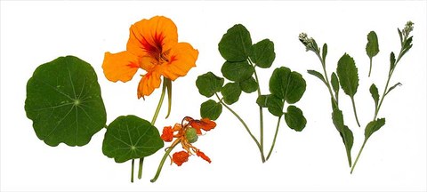 The image depicts the leaves and flowers of nasturtium.