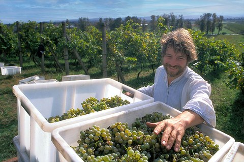 The photo shows Klaus Zimmerling in his vineyard standing before two basins of grapes. He has his hand over the one on his left, which is full.
