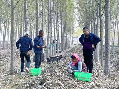 Pilzzucht in Plantagen 