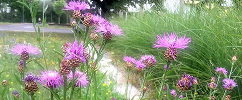 Insektenfreundliche Wiese  (Projekt des Umweltmanagements) 