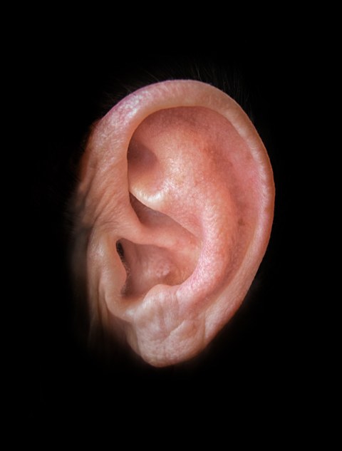 einzelnes Ohr