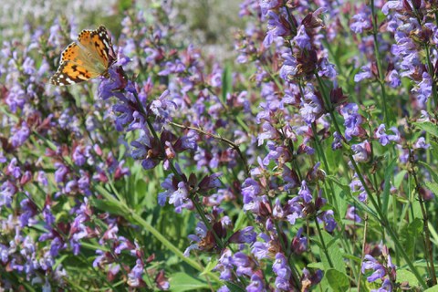 Botanischer Garten Blumenwiese