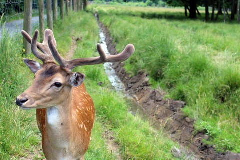 Wildgehege Moritzburg