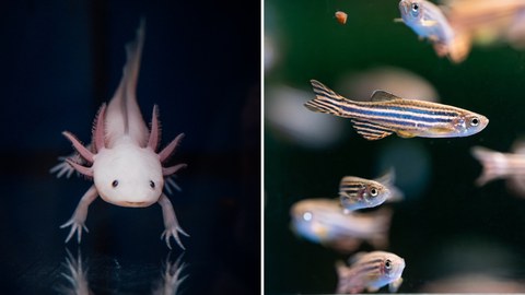 Das Foto zeigt ein Axolotl und Zebrafische.