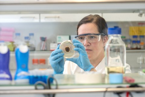 Foto einer Biologin beim Betrachten einer Petrischale mit Pilzkulturen im Labor.