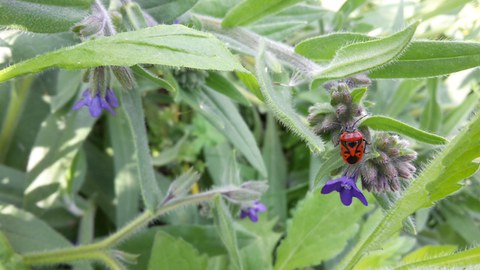 Eine Feuerwanze hängt an der Blüte einer Wiesenblume.