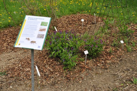 Foto, das eine Schautafel des Bienenlehrpfads zeigt