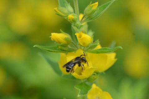 Foto das die Waldschenkelbiene (Macropis fulvipes) auf einer Blüte zeigt