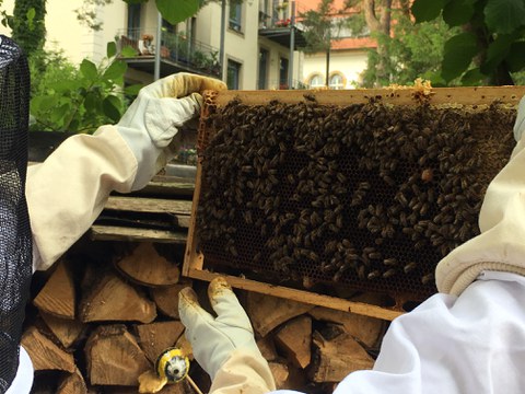 Campus Bienen