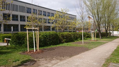 Foto, das neu gepflanzte Patenbäume vor dem Recknagelbau zeigt