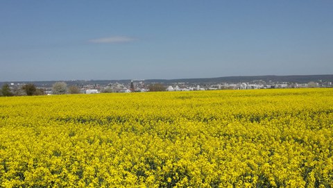 Rapsfeld auf der Südhöhe und im Hintergrund die Silhoutte von Dresden