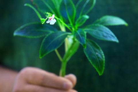 A photo of a flower being held in a hand.