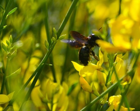 Biene an gelber Blüte
