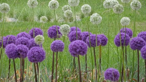 Meadow with large flower balls of leek in purple and white
