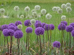Meadow with large flower balls of leek in purple and white