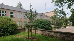 neu gepflanzte Mehlbeere, Barkhausenbau