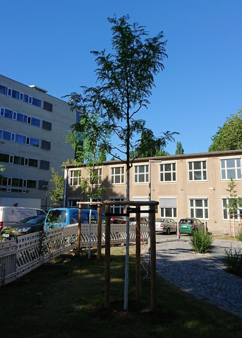 zwei Jungbäume stehen auf Rasen, dahiner Parkplätze und Gebäude