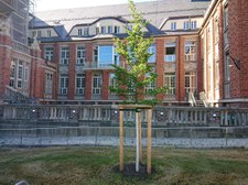 Jungbaum mit Pflanzpfählen steht vor Gebäude