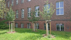 drei Jungbäume vor Backsteinfassade