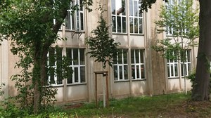 Jungbaum im Schatten vor Gebäudefassade