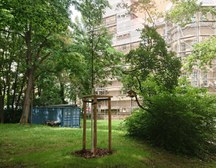 Jungbaum, Eiche im Schatten von großen Bäumen