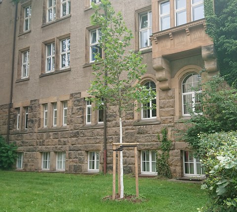 Platane, Neupflanzung vor Gebäudefassade