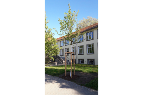 Patenbaum Prof. Müller-Steinhagen vor Landgraf-Bau