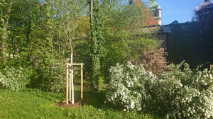Traubenkirsche neu gepflanzt vor einem blühenden Gehölzstreifen, Turm des Schumann-Baus im Hintergrund