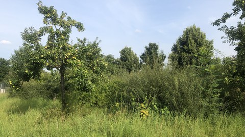 Obstbäume auf der Wiese hinter dem Gebäude Biologie