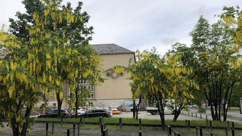 Gelb blühender Goldregen, ästhetisch schön