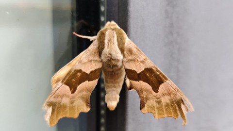Falter sitzt an Hauswand, Flügel sind ausgebreitet. Muster der Flügel sehr detailreich, verschiedene braune Farbtöne.