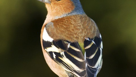 Buchfink sitzt auf Holz, Rückenansicht, Farben des Gefieders sichtbar