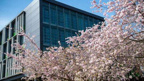 Blühende Kirschbäume am Pitzmannbau