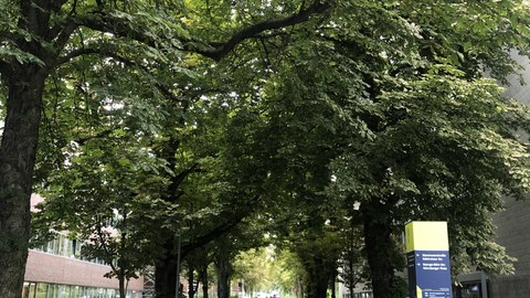 Breiter Fußweg mit sehr hohen Kastanienbäumen auf beiden Seiten. Die Allee befindet sich zwischen Chemiegebäude und Hörsaalzentrum am Campus der TU Dresden.