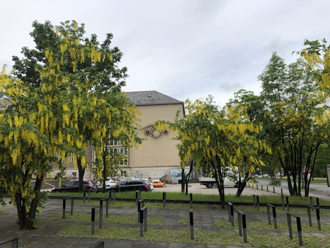 Gelb blühender Goldregen, ästhetisch schön