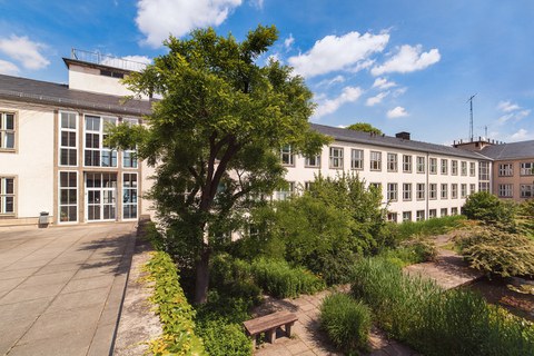 Baum im Senk-Garten Barkhausenbau