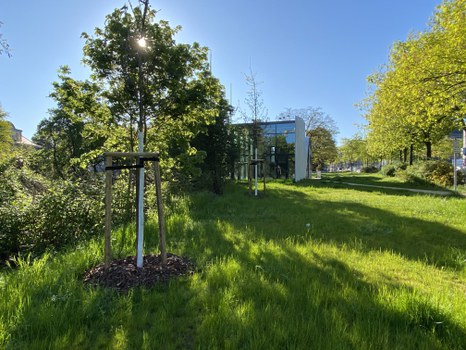 Baumreihe neu gepflanzt am CUBE