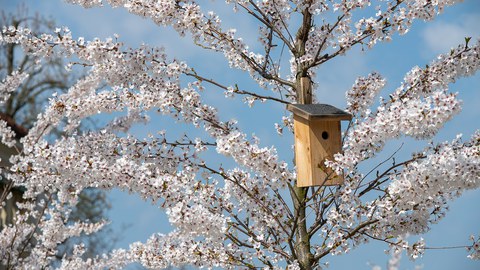 Kirschblüte und NIstkasten im Baum
