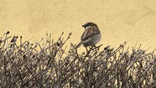Haussperling sitzt auf Hecke, ohne Laub