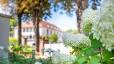 weiße Blüten des Flieders im Vordergrund, Gebäude im Hintergrund