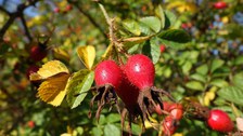 rote Hagebutten, Früchte und Blätter, Herbstfärbung