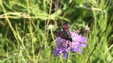 schwarz-roter Schmetterling sitzt auf lila Blüte, von Wiese umgeben