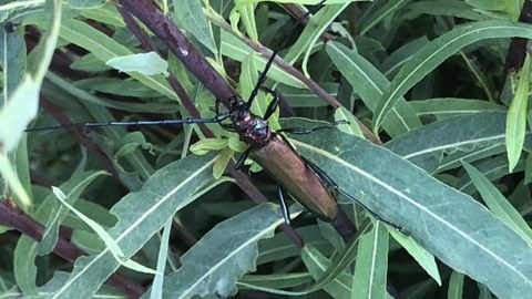 schwarzer Käfer auf Blättern der Weide sitzend