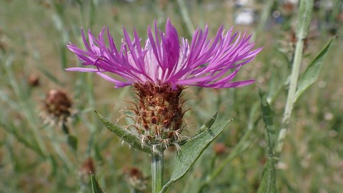 Flockenblume, lila blühend