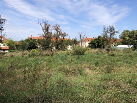 Streuobstwiese mit alten, teilweise abgestorbenen Birnenbäumen 