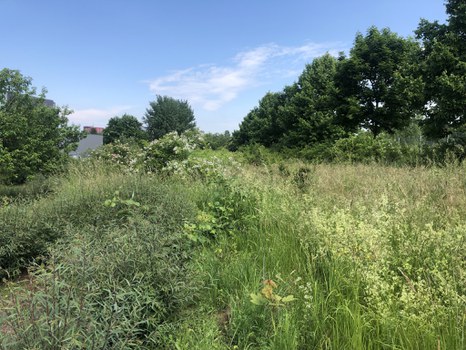 Wiesenfläche mit einzelnen Obstbäumen