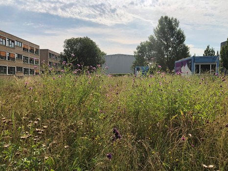 blühende Wiese zwischen Gebäuden
