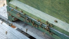 Honigbienen am Einflugsloch des Bienenkastens