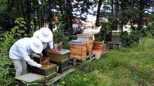 Imker am Bienenstock stehend mit Honigräumen in der Hand haltend